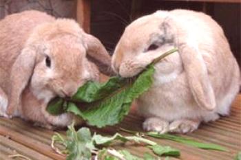 Lo que comen los conejos en casa.