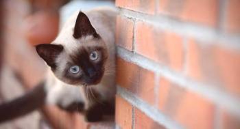 Cómo nombrar un gatito siamés | Clics (nombres) para gatos siameses y gatos