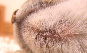 Akne pri mačkah: vzroki in simptomi, zdravljenje in preprečevanje
