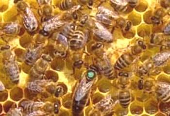 Ukrajinska stepska čebela: značilnosti, ocene