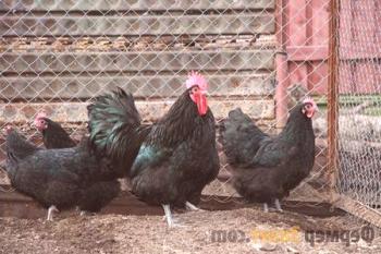 Pollos negros australianos: una descripción de la raza, cómo mantenerla en la granja