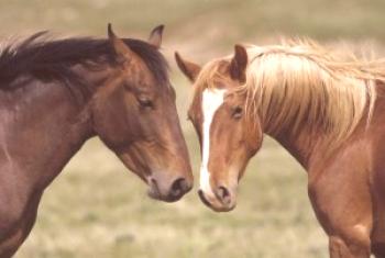 Cría de caballos en casa: video
