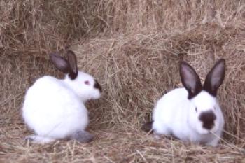 Conejo armiño ruso - descripción de la raza y la foto