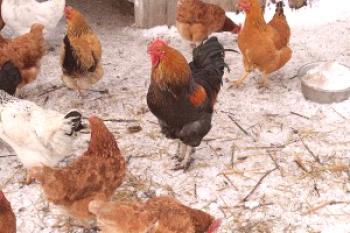 Морозоустойчиви пилета: характеристики, описание и снимки