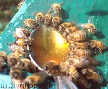 Възможно ли е да се хранят пчелите със захар: есенна превръзка