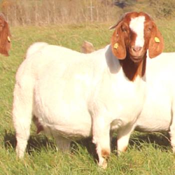 Бур кози: описание на породата, характеристики на изпълнение