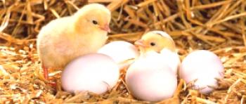 Kje kupiti jajčno inkubacijo?