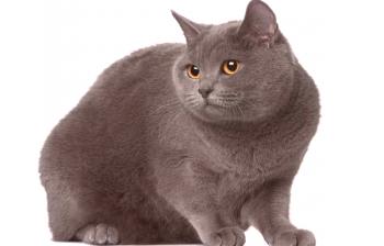 Шартрьоз (декартови котки): описание и характер, снимка