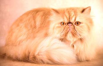 Perzijska mačka: opis in značaj pasme, osnove oskrbe, fotografija