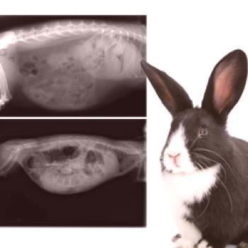 Hinchazón abdominal en conejos: síntomas, tratamiento, prevención.
