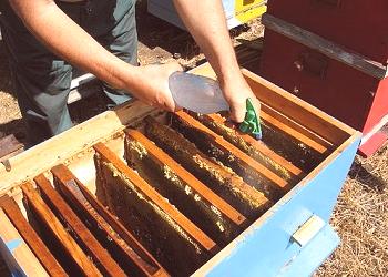 Tratamiento primaveral de las abejas a partir de enfermedades.