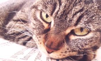 Коронавирус при котки: симптоми, лечение, профилактика