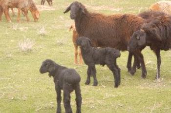 Raza de oveja Hissar: descripción, descripción, foto y video