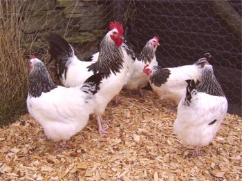 Značilnost pasem piščancev v Sussexu s fotografijami in pregledi kmetov o njih