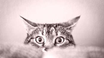 Enfermedades de los ojos en gatos: conjuntivitis, cataratas, queratitis, glaucoma en gatos.