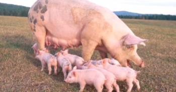 Kako veliko Worns so noseče Pigs Kako določiti nosečnost