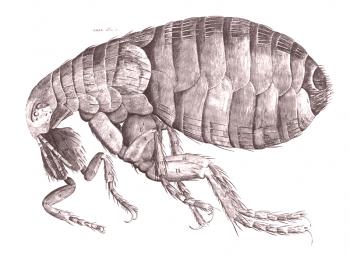 Picaduras de pulgas: ¿cómo identificarlas y tratarlas?