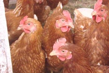 Haysex Chicken Breeding Review: Njihov opis, fotografije in ocene