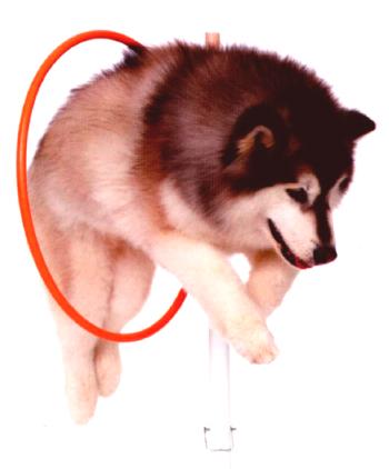 Saltando a un perro a través de un aro