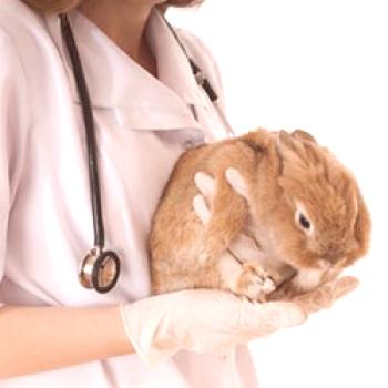 Enfermedades de los conejos: síntomas, prevención, tratamiento, fotos.