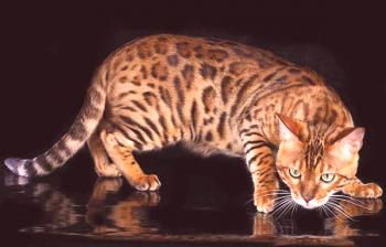 Бенгалска котка: описание и характер на породата, хранене