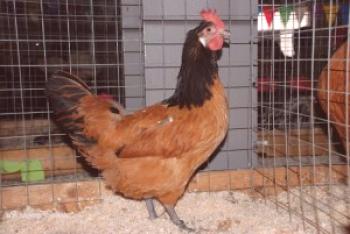Породи на пилето предговор: описание, описание и снимка