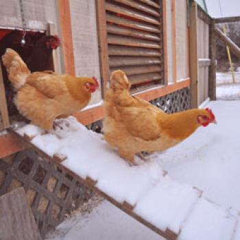 Cómo construir un gallinero para el invierno con tus propias manos: requisitos