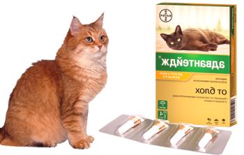 Advantix® para gatos: Instrucciones de uso, revisiones