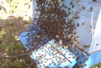 Reševalec za čebele z lastnimi rokami, video navodila