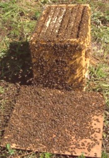 Premestitev čebeljega jastreba v panj