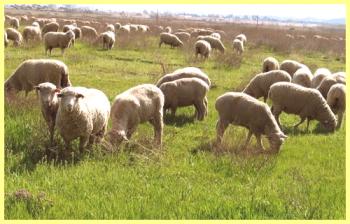 Alimentando ovejas a la carne en casa