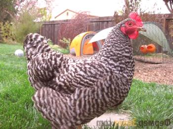 Amrox pollos: características importantes de mantenimiento y cuidado