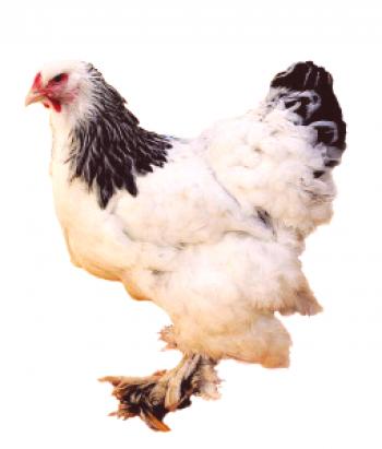 La mejor raza de gallina con foto y descripción.