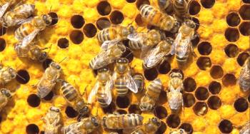Грижа за пчелите през лятото: събиране на храна, развъждане, лятна работа