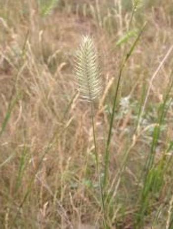 Biološke značilnosti pšenične trave