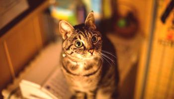 Kalkivirusi pri mačkah: simptomi in zdravljenje bolezni