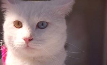 Anatolijska mačka: fotografija mačke, cena, opis pasme, značaj, video, otroška soba