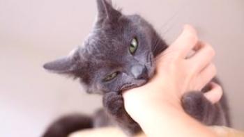 Котката е вкусила, ръката е подута, зачервена - какво да правя, ако е домашна или улична котка, е необходимо на лекаря