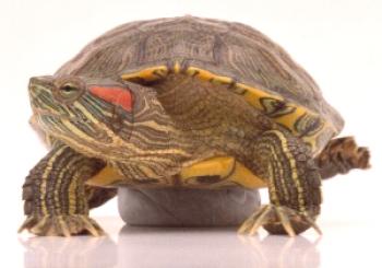 Smešna rdeča puranja želva, kolikor je mogoče brez vode doma