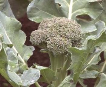 Brokoli iz zelja: sajenje in nega