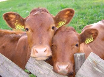Крава брадавици: причини и лечение