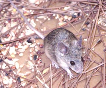 Начини за борба с мишки с народни средства