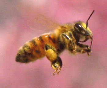 Italijanska čebela: njene značilnosti in opis