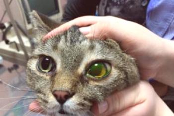 ¿Cómo aparece la úlcera de la córnea en un gato y qué tan peligrosa es?