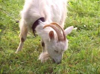 Hranjenje koz: video