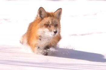 Kako lisica preživi pozimi v gozdu