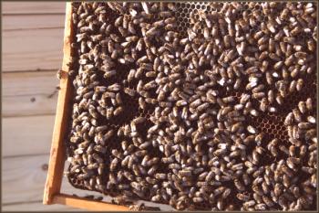 Las abejas cárpatas son ayudantes de apicultores domésticos