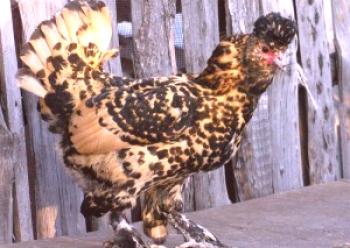 Pavlovskie pollos: descripción de la foto y el rendimiento