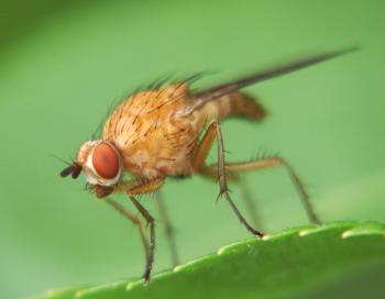 Cómo salvar las frambuesas de las moscas de la frambuesa