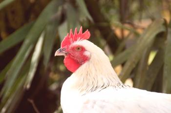 Casta de pollos Maran: foto y descripción.